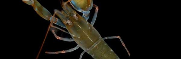 El camarón pistola, la cavitación y los MVT