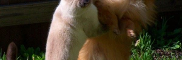 Tirar la toalla en Display