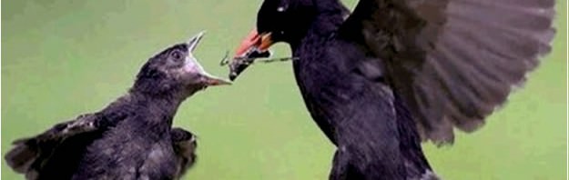 Quien no llora no mama: los CTAs o Call-to-Action